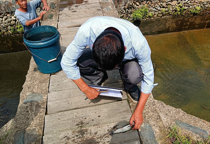 皖祁門縣：示範引領(lǐng) 做大做強軍魚產(chǎn)業(yè)