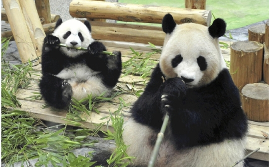 中方：四隻旅日大熊貓將於6月啟程返回