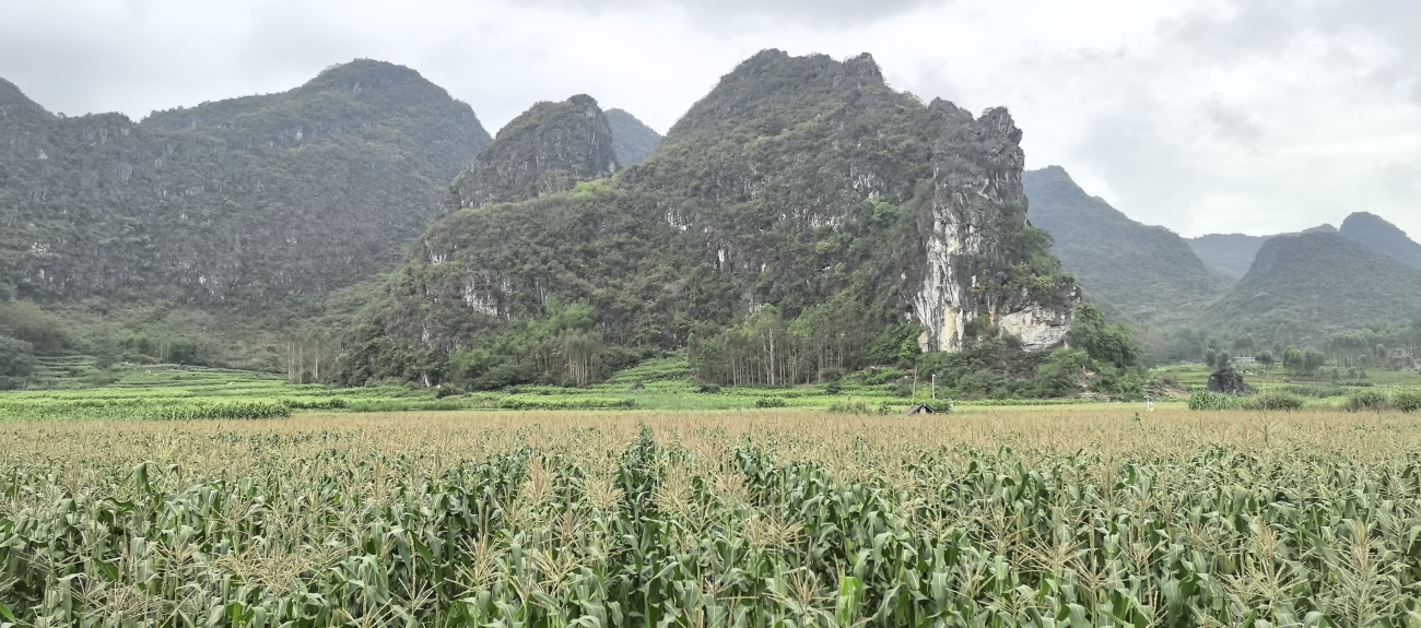 桂忻城糯玉米：五百年貢品級雜糧 粵桂協(xié)作賦能打造富民強縣支柱產(chǎn)業(yè)