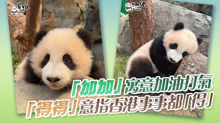 海洋公園公布大熊貓龍鳳胎名字 家姐叫「加加」 細(xì)佬叫「得得」