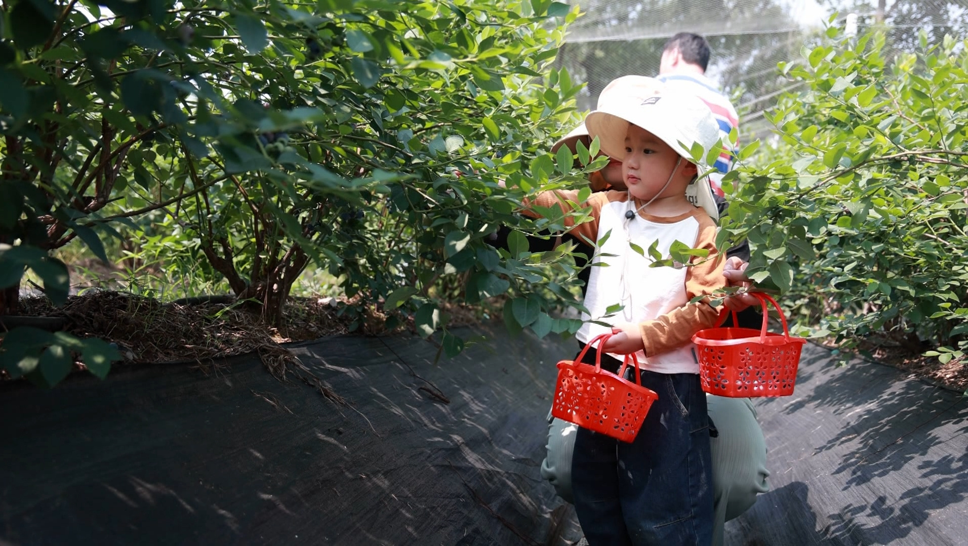 皖歙縣：藍(lán)莓採(cǎi)摘正當(dāng)時(shí) 飽滿多汁滿口甜