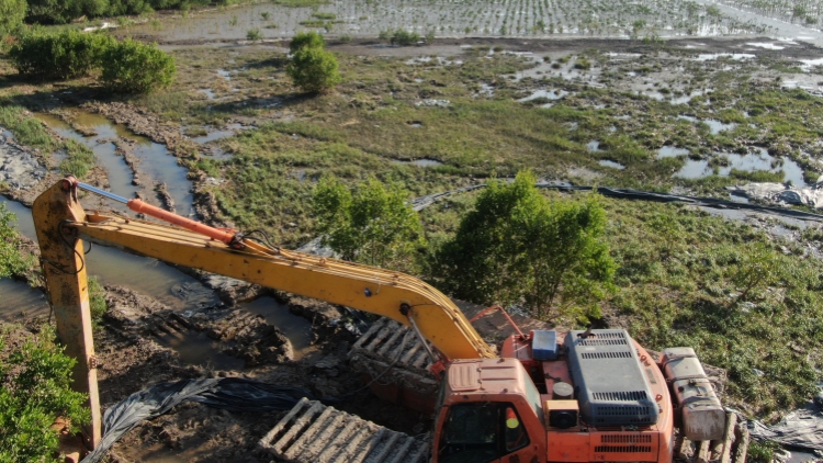 廣東推動紅樹林全部納入生態(tài)補償範圍