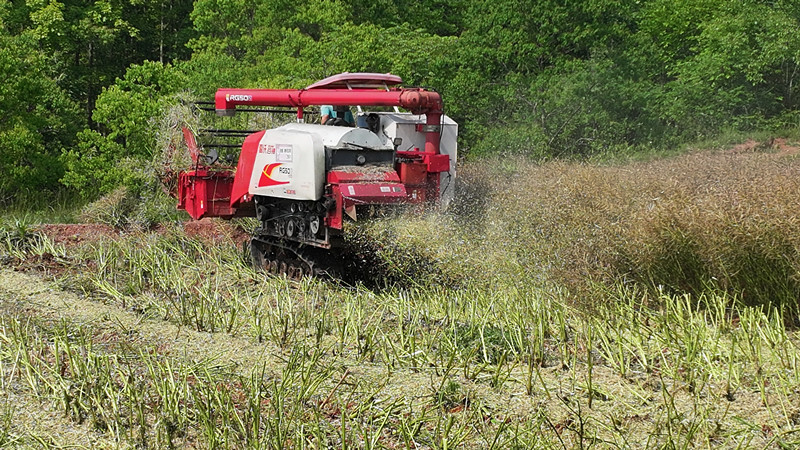 生態(tài)化處理+高值利用 皖屯溪區(qū)推動油菜秸稈機(jī)械化還田