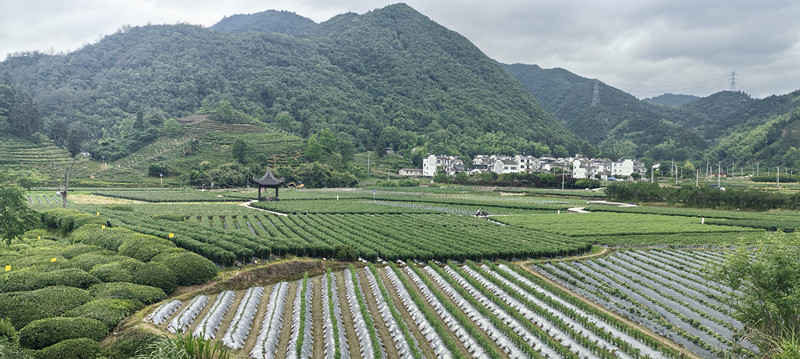 皖休寧海陽鎮(zhèn)：精品示範(fàn)村建設(shè)提升「三農(nóng)」硬實(shí)力