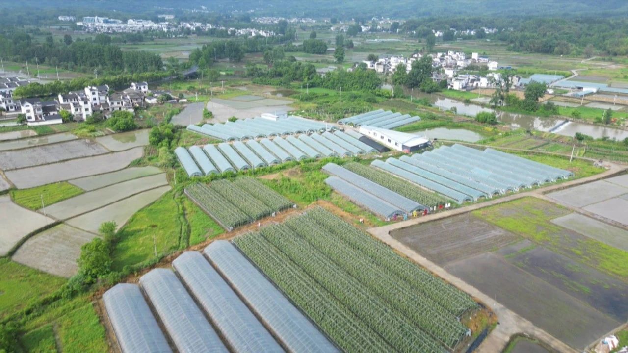 皖黟縣：小番茄解鎖農(nóng)旅融合「密匙」