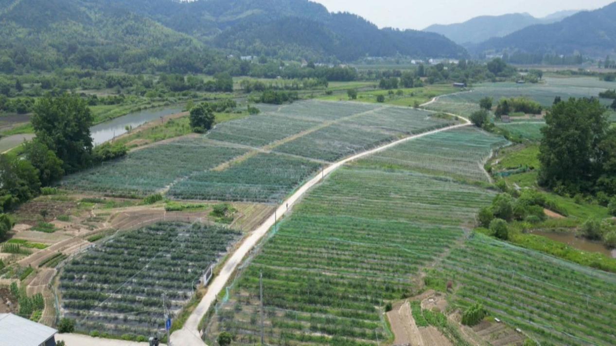 田園變樂園  皖黟縣農(nóng)旅融合繪「豐」景