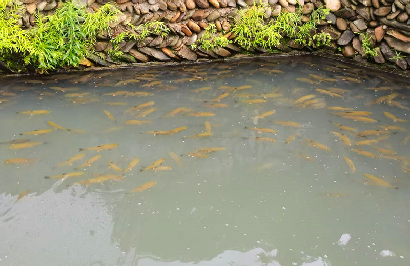 安徽黃山：守護(hù)「四珍」種質(zhì)資源 解碼種業(yè)振興「祁門密鑰」