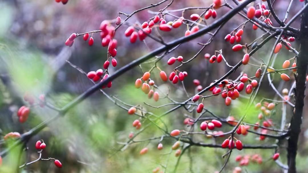 山西陽城山茱萸入選全國名特優(yōu)新農(nóng)產(chǎn)品名錄