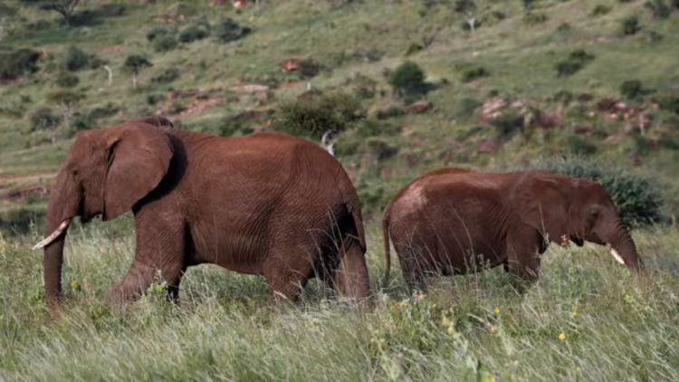 津巴布韋為緩解環(huán)境壓力 允許獵殺至少50頭大象