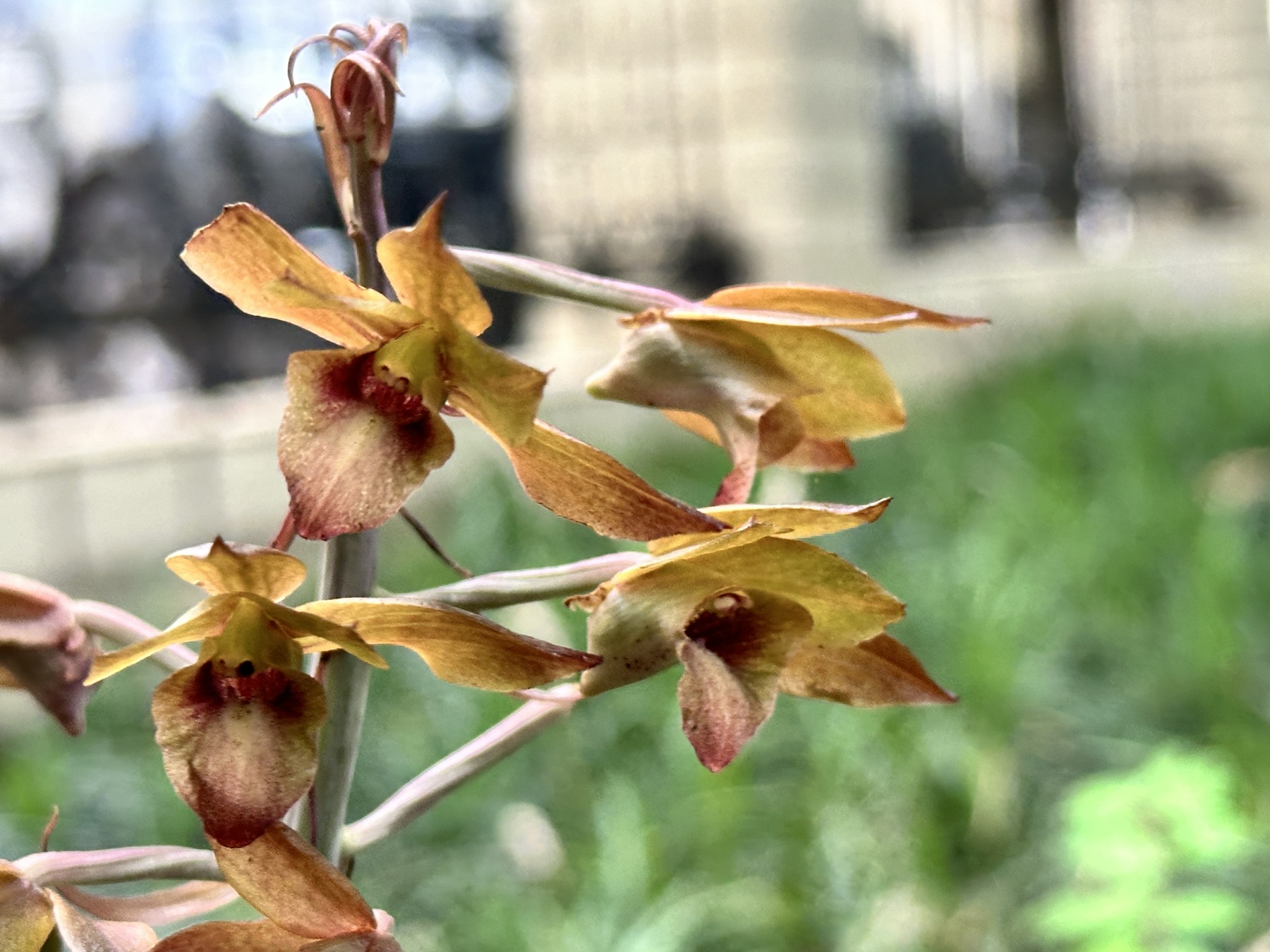 桂南寧發(fā)現(xiàn)珍稀物種無葉美冠蘭