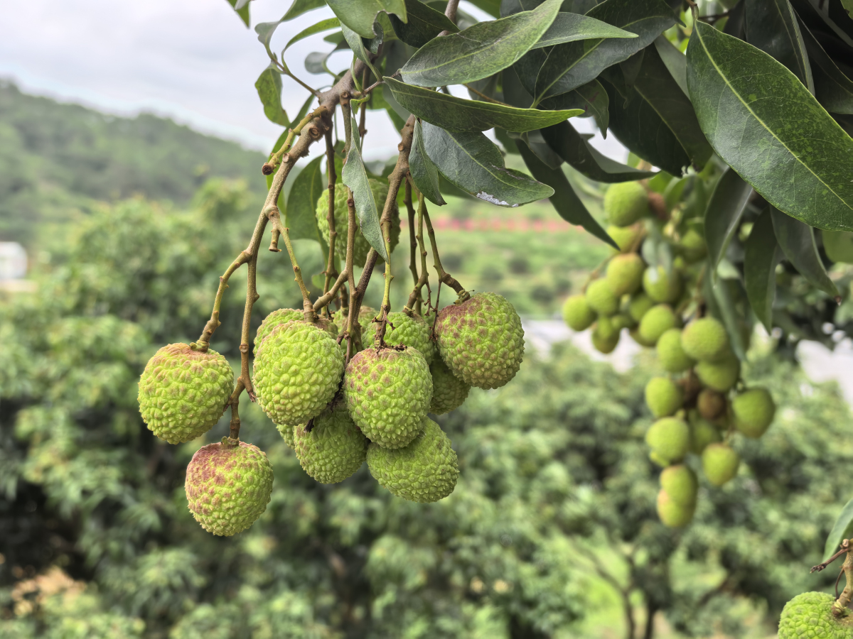 桂北流打造荔枝全產(chǎn)業(yè)鏈 推動(dòng)「桂字號(hào)」品牌升級(jí)
