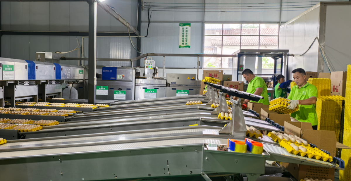 玉林三黃雞全鏈升級(jí) 年產(chǎn)值270億領(lǐng)跑廣西