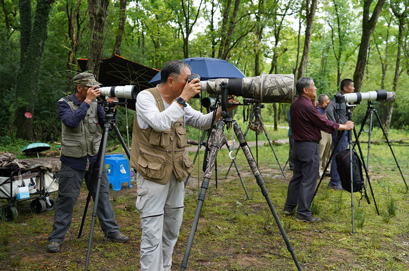 皖屯溪黎陽鎮(zhèn)：綬帶鳥「築巢」  觀鳥經(jīng)濟興起