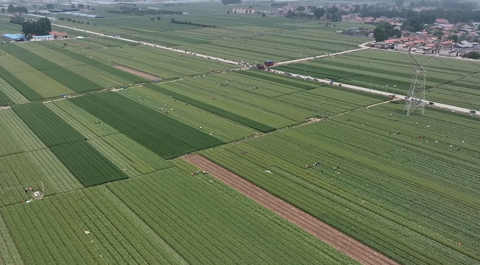 【視聽山東】蒜薹採收正當(dāng)時(shí)