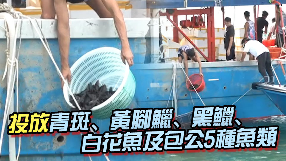 機(jī)管局投放6萬(wàn)幼魚 冀提升香港西部水域生物多樣性