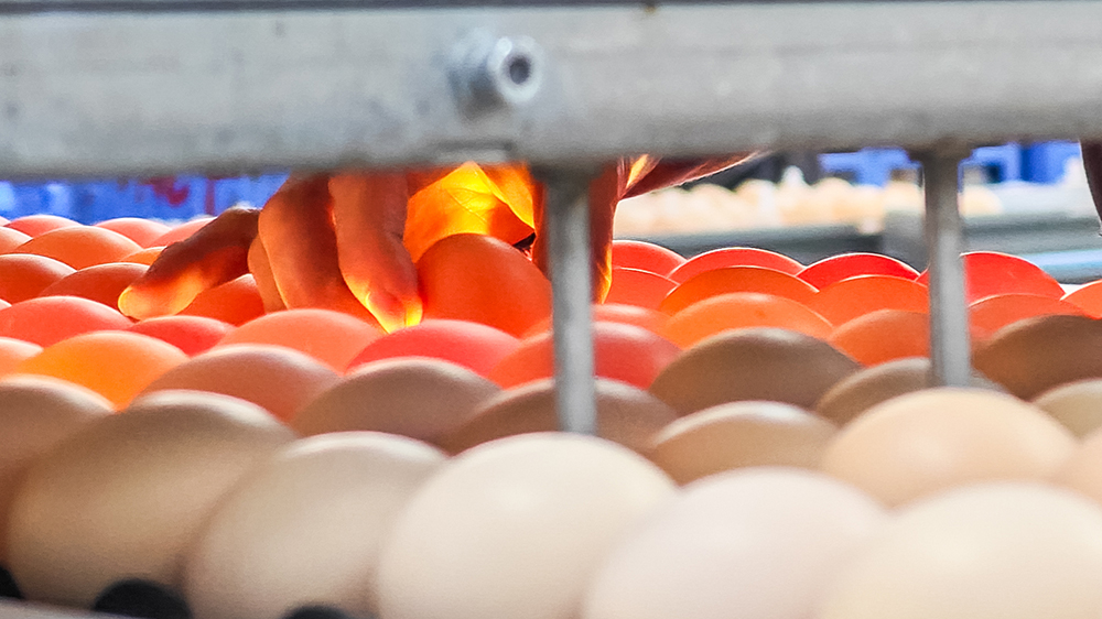 韓國(guó)雞蛋價(jià)格飆四年新高 漲勢(shì)恐延至8月