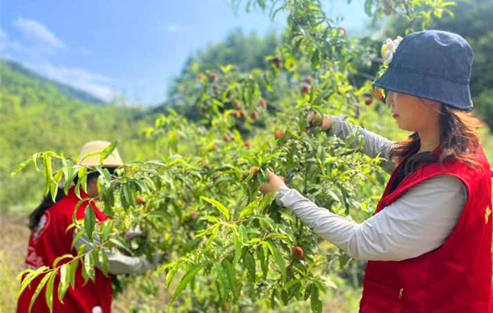 【港商觀察】「桃」熟之喜「禮」承之美  皖黟縣西遞靄峰力促「一桃多吃」的增值效應(yīng)