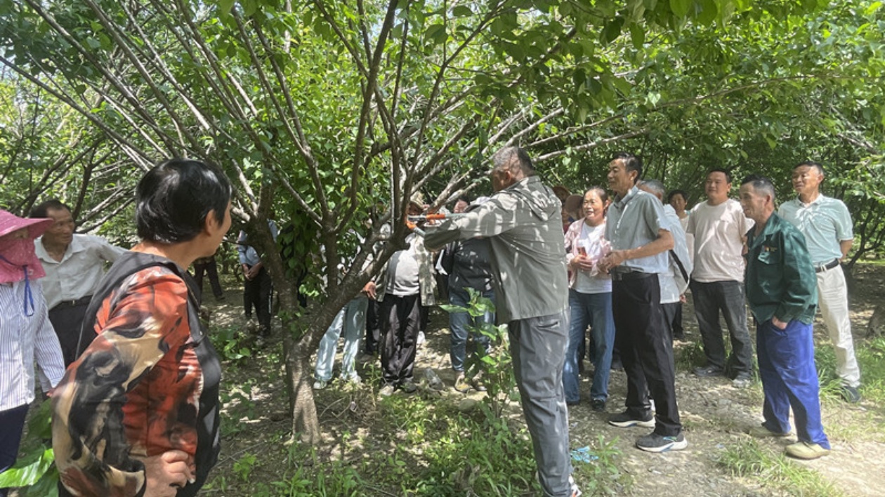 皖黟縣西遞鎮(zhèn)：科技賦能繪「梅」景  產(chǎn)業(yè)融合促振興