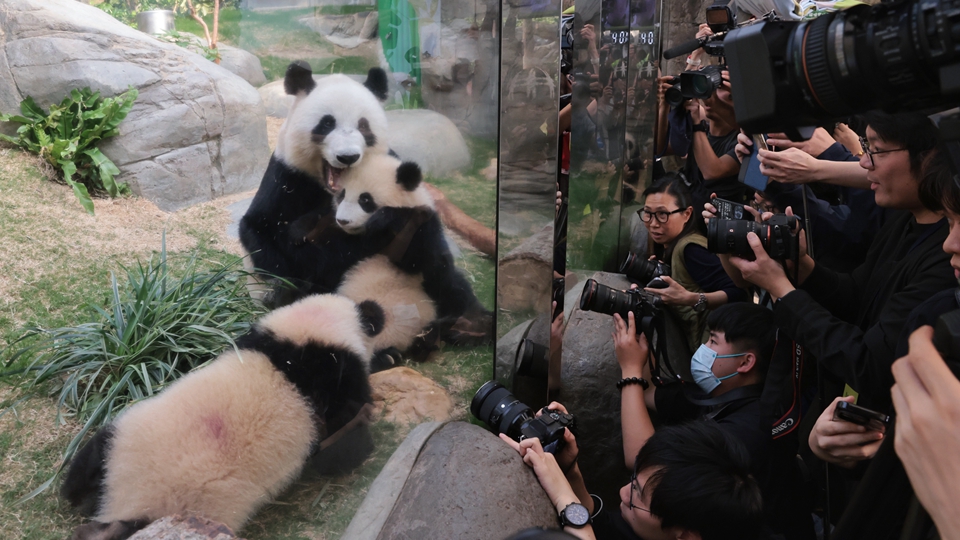 市民旅客對大熊貓反應(yīng)熱烈 海洋公園入場人次按年增近兩成