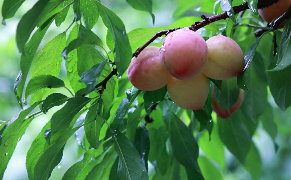 皖歙縣：上豐李園迎來豐收季