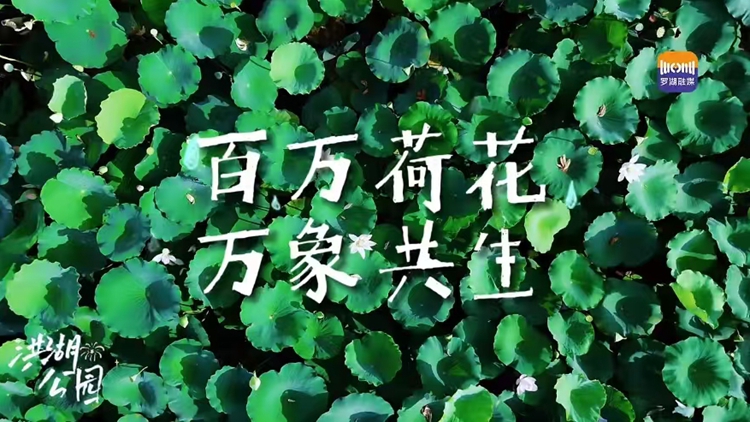 百萬(wàn)荷花霸屏！2025深圳荷花賞暨第三屆荷美生活月盛大開(kāi)啟