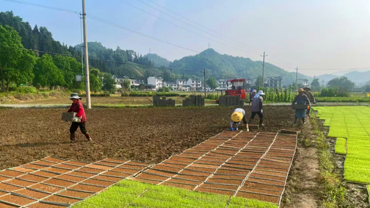 皖黟縣漁亭鎮(zhèn)：激活運(yùn)營動(dòng)能  發(fā)力集體經(jīng)濟(jì)