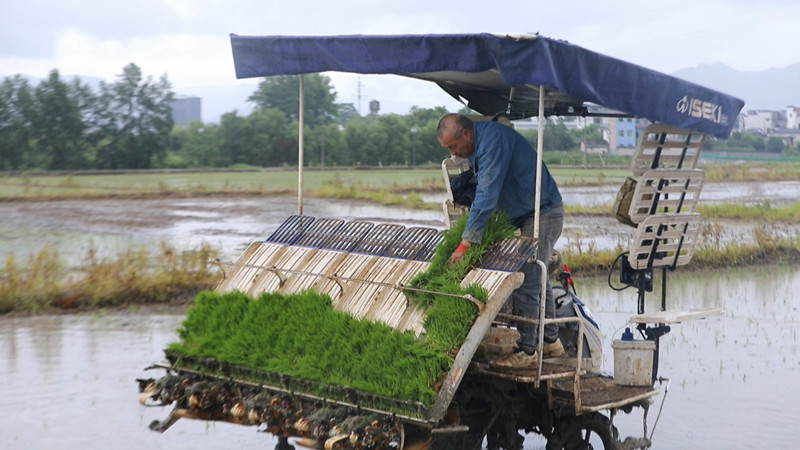 優(yōu)結(jié)構(gòu)落惠策推科技  皖黟縣水稻夏種進入收官階段