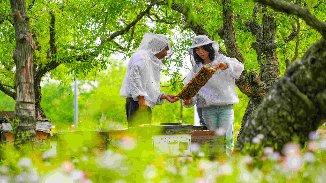 山東樂陵：80後「養(yǎng)蜂夫妻」追花十萬里最戀棗鄉(xiāng)甜