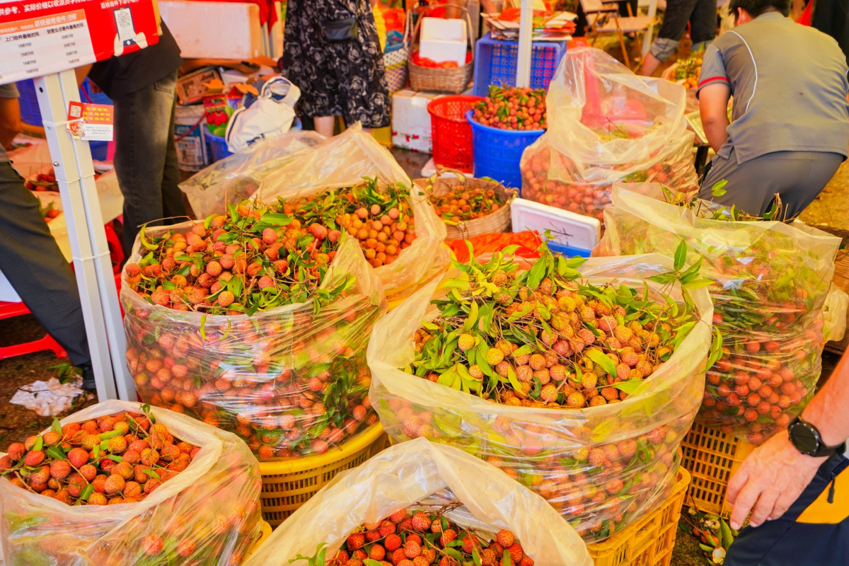 有片︱惠州惠陽鎮(zhèn)隆荔枝「鏈」全球 產(chǎn)銷對接預(yù)售超15000噸