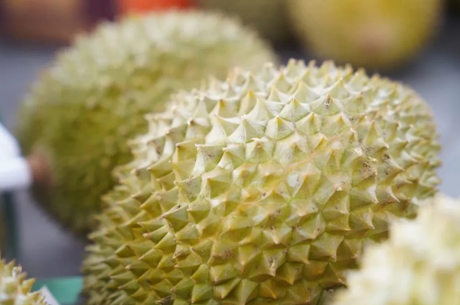 26小時鎖鮮！江夏智造破局東南亞榴槤「金貴」時代