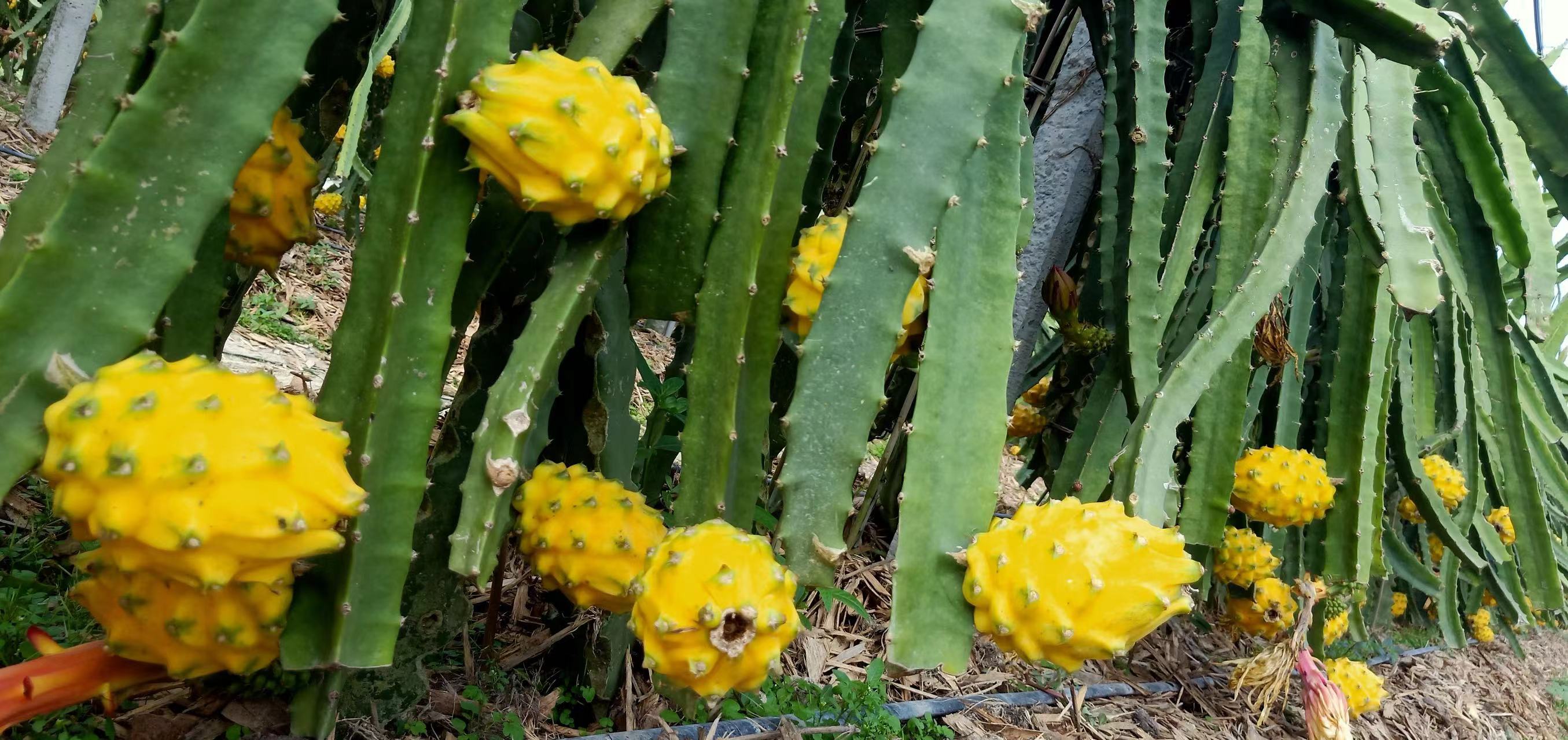 桂武鳴：火龍果「鏈」出40億產(chǎn)值 燕窩果成新增長點