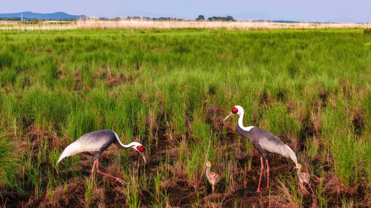黑龍江饒河：多種珍稀鳥類幼崽 破「繭」成「蝶」 註腳人與自然優(yōu)良生態(tài)環(huán)境