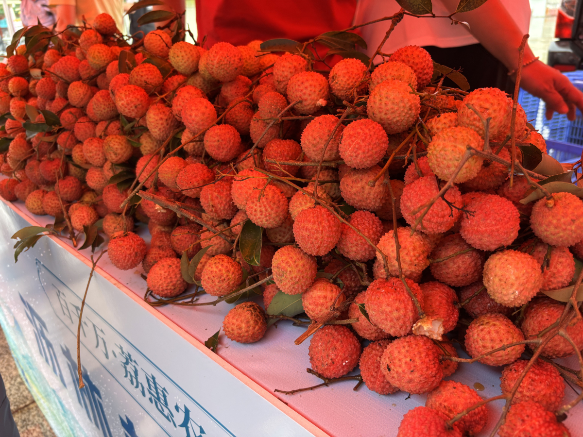 2025年惠州瀝林鎮(zhèn)荔枝交易市場開市