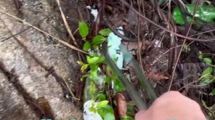 有片｜香港飛鵝山變「野戰(zhàn)場」？避孕套隨處可見