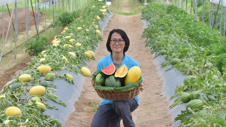 本地有機西瓜節(jié)周五起一連4日舉辦 首度引入國家研發(fā)新品種