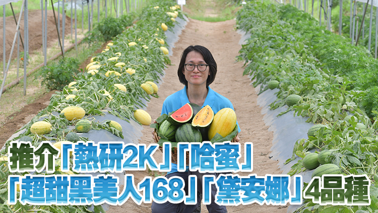 本地有機(jī)西瓜節(jié)周五起一連4日舉辦 首度引入國(guó)家研發(fā)新品種