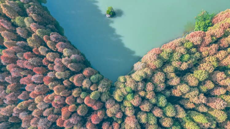 有片｜肇慶星湖四季謠：嶺南大地的美學(xué)詩箋