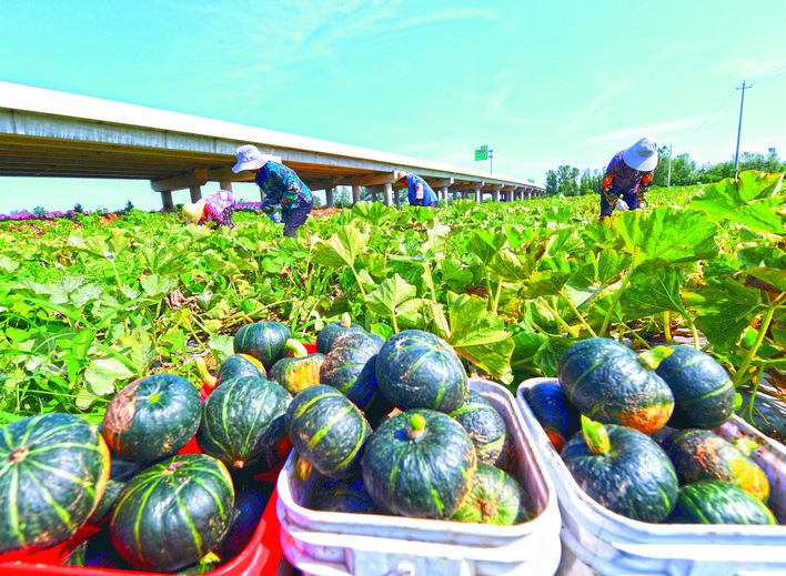 安徽巢湖：「小金瓜」喚醒「低產(chǎn)地」