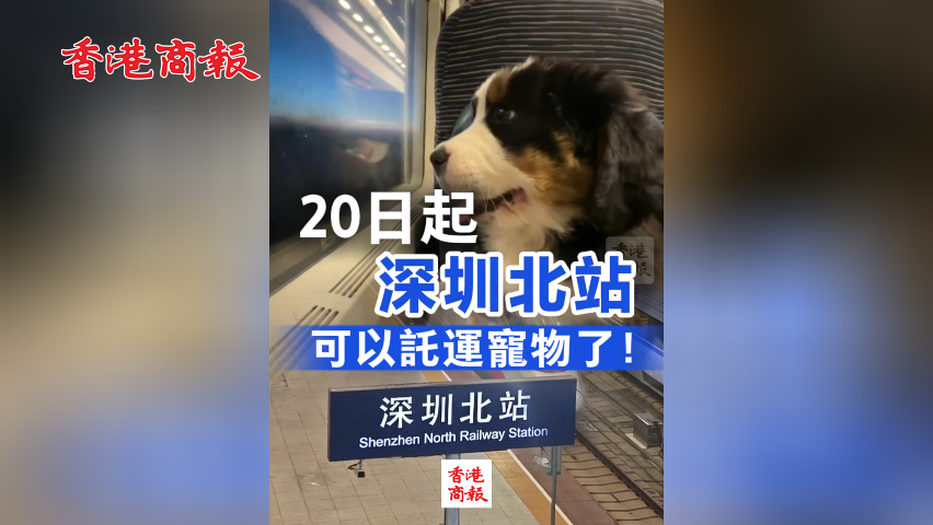有片丨20日起 深圳北站可以託運(yùn)寵物了！