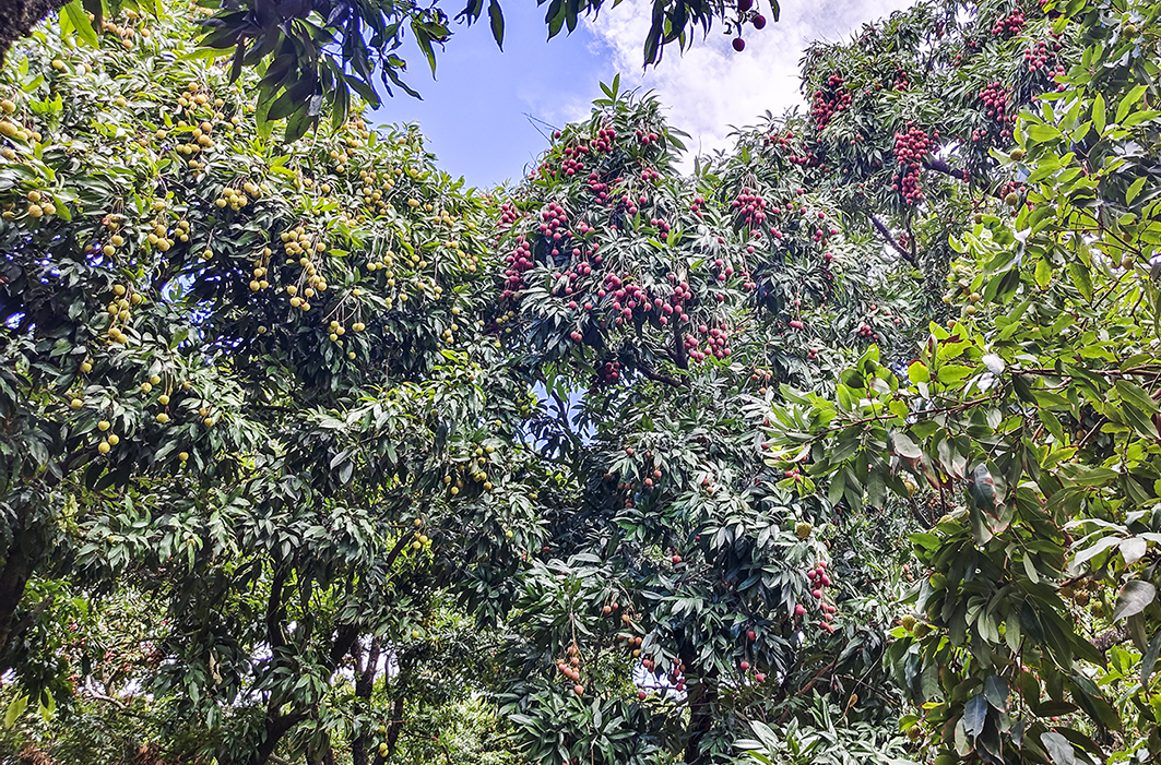 粵潮安荔枝豐收 多渠道銷售保新鮮