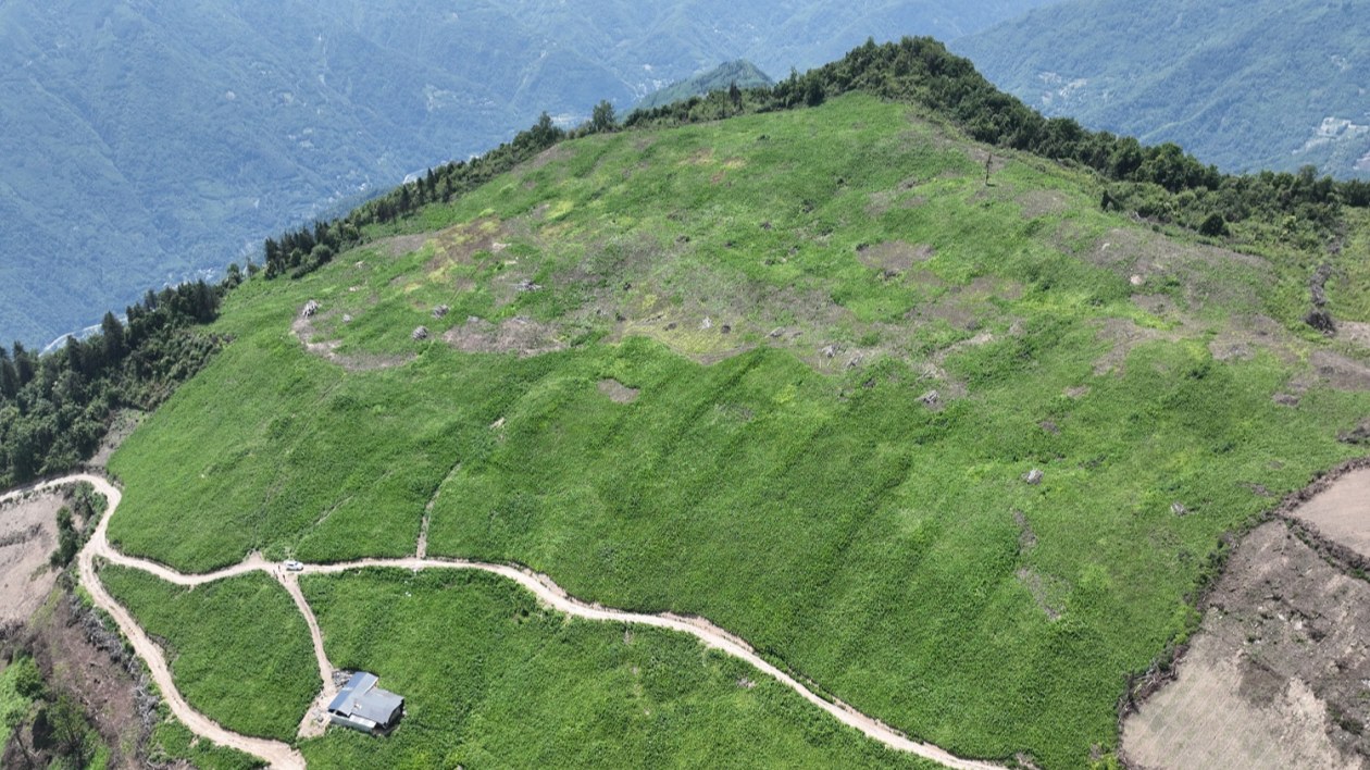 綠色資源到綠色銀行  解鎖北川中藥材產(chǎn)業(yè)生態(tài)富民密碼