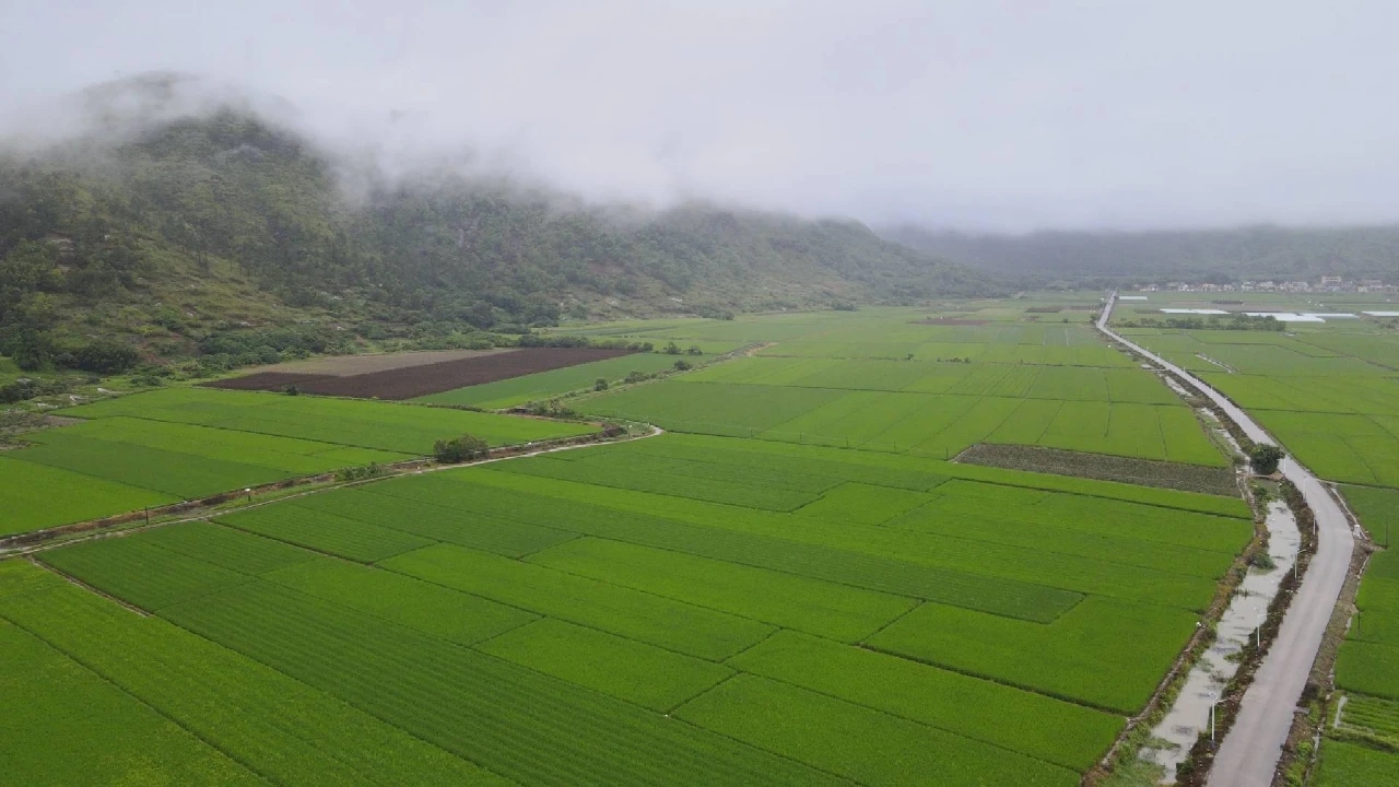 汕尾「海豐油占米」和「海豐蓮花山茶」榮獲國(guó)家地理標(biāo)誌保護(hù)產(chǎn)品認(rèn)定