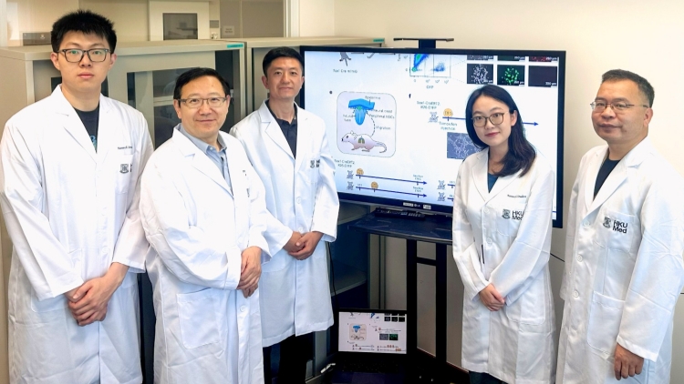 港大醫(yī)學(xué)院發(fā)現(xiàn)全球首個(gè)「隱藏」外周神經(jīng)幹細(xì)胞 有助推動(dòng)再生醫(yī)學(xué)治療