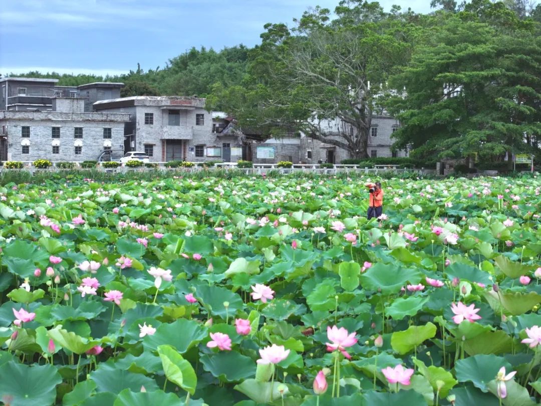 一起邂逅臺山的「粉荷映日」夏日浪漫