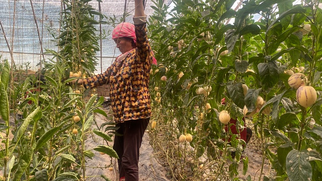 戈壁崛起4A級(jí)農(nóng)業(yè)景區(qū)  千畝果園「鏈」動(dòng)萬人致富