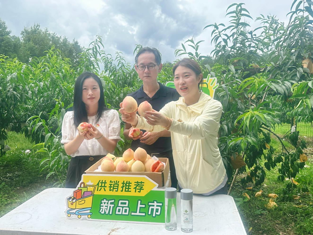 共赴夏日「甜蜜之約」  皖黟縣「五里桃」映現(xiàn)新「豐」景繪