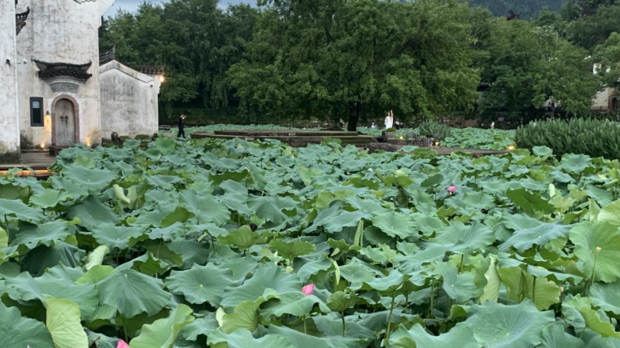 有片 | 皖徽州區(qū)：蓮開夏日  清韻悠長