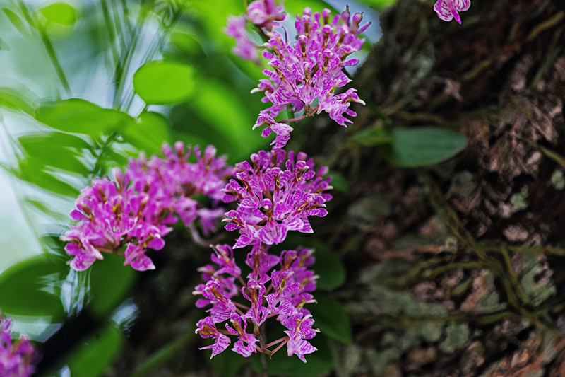國(guó)家一級(jí)保護(hù)野生植物象鼻蘭在安徽祁門移植成功