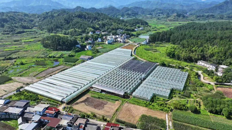 皖屯溪區(qū)：體驗採摘之樂 感受鄉(xiāng)村風情