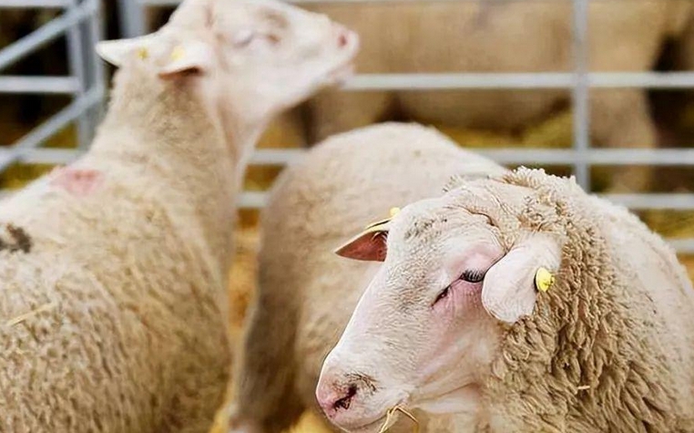 土耳其暫時(shí)關(guān)閉牲畜市場以防控口蹄疫